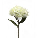 HORTENSIA BLANCA GRANDE
