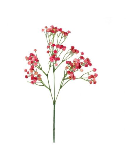 PANICULATA SILVESTRE