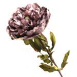 PEONIA PURPURA