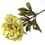 PEONIA VERDE