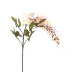 WISTERIA ROSA PALO
