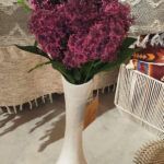 SKIMMIA FUCSIA